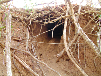 �R���h�h���S���̑�