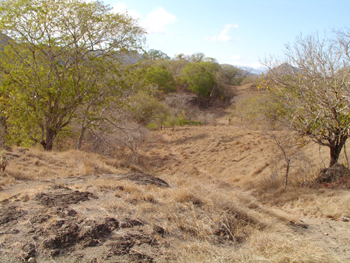 �R���h�����i