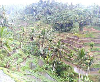 Rice Terrace