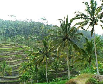 Rice Terrace